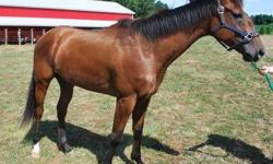 Thoroughbred - Calvin - Large - Adult - Male - Horse
Calvin is a 4 year old OTTB bay gelding, 15.3 hands and in need of some time and some groceries but is coming along nicely. Calvin does have a chip in his knee so will probably be best for only light