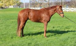 Thoroughbred - Comment Allez Voos - Large - Young - Male - Horse
COMMENT ALLEZ VOOS "Frenchy" is a 3 yr old, chestnut, gelding 16.1h and still growing. He has clean legs and no stable vices. Frenchy was retired from racing because he was just too slow! We