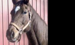 Thoroughbred - Emmy - Medium - Senior - Female - Horse
Emmy's full name is "I'll Sing to Emily". She was born April 27, 2000. She is a Thoroughbred mare about 15.2 hh. She is a sweet, simple girl who loves attention! She was raced long ago but didn't have