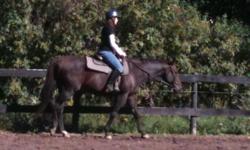 Thoroughbred - Jorja - Large - Adult - Female - Horse
Jorja is a Thoroughbred mare born in 2003, approximately 16.1hh. She is broke to ride. Jorja is a beautiful mover and is very eye-catching. She is sound and would be good in any discipline with further