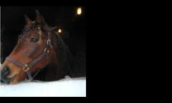 Thoroughbred - Katydid - Large - Adult - Female - Horse
Katydid is a gentle and willing 15.2HH, TB Mare, approximately 15y/o, with excellent ground manners. Katydid is barefoot, healthy and sound. She is rideable, but will need consistent work to keep her