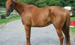 Thoroughbred - Linus - Large - Senior - Male - Horse
Linus is a Thoroughbred gelding born in 2003. He is about 16.2hh. Linus came to us very thin and has been gaining weight nicely. He has a hump in his spine but has been seeing a chiropractor to correct