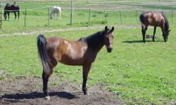 Thoroughbred - Lizzy - Large - Adult - Female - Horse
Lizzy is Cracker Box Palace's "Miracle Horse." She's a thoroughbred who came to the shelter in the fall of 2008 from a cruelty case. At that time, she body-scored a 1 and her hooves were in such bad