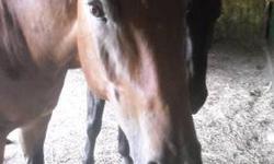 Thoroughbred - Monty (montana) - Large - Young - Male - Horse
An amazing character, Monty is a TB mix, light bay, stocky, gelding. He has been handled, but is not broke to ride. Fully vetted and bare foot. Approx 15 HH.Monty, along with 13 others horses,