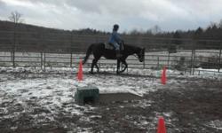 Thoroughbred - Mouse - Medium - Adult - Male - Horse
Mouse is a tall, bay 24 year old thoroughbred gelding. He is a former hunter who has been trail ridden, taken to 4-H shows, and handled by kids. Mouse is ready for full-time retirement and is just