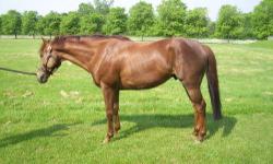 Thoroughbred - Reyna - Large - Adult - Male - Horse
Rayna is a 15.2 hand TB, chestnut mare with a blaze. She has perfect ground manners. She is not a beginner's horse as she is very eager to go and a little nervous. With some regularly riding, we feel