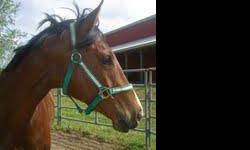 Thoroughbred - Royal - Medium - Young - Male - Horse
Royal is a 15.2 hand, 4 year old, chestnut with a long white blaze/stripe, registered thoroughbred gelding. He is a beautiful young gelding whose registered name is Counting Missiles. His bloodlines