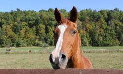 Thoroughbred - Shawnee - Large - Adult - Female - Horse
Shawnee is a chestnut Trakehner 20+ mare, approximately 16.2HH. She is sound, barefoot, good with vet and farrier. If you're interested in adopting or fostering Shawnee, please visit our website