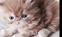 We have available three darling red Persian kittens. They have wonderful pedigrees and are a mix of a Steeplechase boy and a female cross between a Steeplechase female and a PolarBearCats male. You can see some of their relatives on the Steeplechase