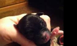 I have two male applehead chihuahua puppies they are all black with white feet and white on their bellies with a little white spot on their back I also have a female applehead chihuahua puppy all black with white on her belly and on her feet.. Were born