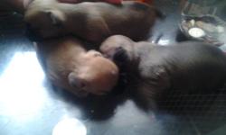 I have three chihuahua puppy's two girls one boy will have first shot vet check dewormed a bath and nails trimmed raised around kids and other dogs parents are here and there older sister they will also come with a collar and a toy thank you there is a