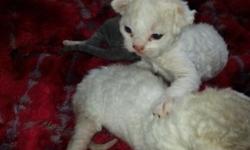 3 male Devon Rex kittens, two almost fully white/ bicolor, dilute cream color on head and tail and a few dilute cream colored spots on body. One orange mackerel tabby, could likely turn red, father is red. Mother is dilute calico.
ready in at 8-10 weeks