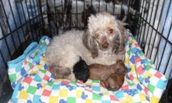 3 male toy poodle puppies born March 29th 2014. Taking $100 deposits. Mom and dad pictured. will have shots wormings and come with health guarantee. located in Potsdam NY 315-268-0078 for more info , pictures ect