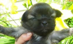 These are beautiful sable marked pups 2 females and one male available.
These pups are raised in my home . Have received their inoculations and worming and have a certificate of health from my veterinarian. These are devoted kind and gentle pets,that also