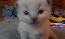 2 weeks old currently. Ready late July for his furrever home!
5 year health guarantee. Parents negative for HCM, PKD, FIV, FELV. We have been breeding for eight years and only produce the most incredible, sweet, and loving kittens you will find! He is