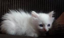 Beautiful, TICA blue eyed white Ragdoll female. She's absolutely stunning and very sweet!
First two vaccinations, de-worming, health certificate, and two year genetic guarantee included.
Available June 21st.
www.fuzzybunzragdolls.shutterfly.com