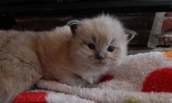 Currently 2 weeks old. Ready mid July. 5 year health guarantee. Parents negative for HCM, PKD, FIV, FELV. We have been breeding for eight years and only produce the most incredible, sweet, and loving kittens you will find! He is available to a pet home or