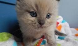 Currently 4 weeks old. Ready mid July. Two boys available! 5 year health guarantee. Parents negative for HCM, PKD, FIV, FELV. We have been breeding for eight years and only produce the most incredible, sweet, and loving kittens you will find! He is