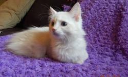 Currently 16 weeks old. His new home could not take him. He has received his first three vaccinations, de-worming, and has his health certificate! He is ready now for a new home! Five year genetic health guarantee.
Visit us on Facebook @ Ragdoll Cat Spot