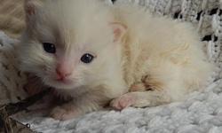 Vanilla Ice is 3 weeks old and will be ready to join his family after May 18th! We are HCM, PKD, FIV, FeLV, and ringworm free! 5 year genetic health guarantee. First two vaccinations, age appropriate de-worming, and health certificate provided. TICA