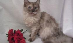 Eve Is a seal Lynx Tortie Mink SMOKE Ragdoll . She Is ready For Her forever home
. She has a plush coat , very Pretty markings , She is a real Love
The parents Have been tested Neg
I put a lot of love and care into my cats and kittens .I want the best