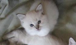 T.I.C.A. Registered Purebred Ragdoll Kitten. She is Seal Lynx Point with stark white body color. What a beauty this one is! Very sweet and loving with a butter soft coat. She is a chocolate carrier and could also be a dilute carrier (dam is chocolate lynx