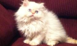 We have some very exciting litters planned for 2014 including traditional, mink, and sepia. Lynx, mitted, colorpoint, and bicolor are expected. Litters are due in January and February, ready for new homes in April and May!
We offer a FIVE year genetic