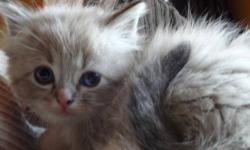 Four beautiful babies are available June 3rd. First two vaccinations, worming, health exam, health guarantee. Our babies are socialized from birth for that typical loving Ragdoll nature.
Please view our website at www.fuzzybunzragdolls.shutterfly.com.