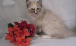 Lacy Is a seal Tortie Mink Ragdoll . She Is ready For Her forever home
Lacy Is very soft looking ,big eyes . She has a plush coat , very Pretty markings , She is a real Love
The parents Have been tested Neg
I put a lot of love and care into my cats and
