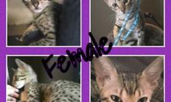 TICA registered F4 sbt savannah kittens. Two golden males, one gold female, and two silver spotted females. Prices vary per kitten, between $1000 and $2600. Inquire for breeders pricing. All of our cats and kittens are raised underfoot in our home,