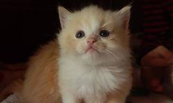 Beautiful babies that will be ready to go home just in time for Christmas! Two seal mitted males and two flame mitted males are available right now.
HCM, PKD, FIV/FeLV, and Ringworm negative cattery. Our babies are raised in our home underfoot and are
