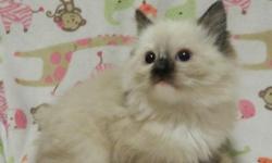 Jax is a super cute seal mitted traditional Ragdoll kitten. He is sweet, floppy, and laid back. Ready December 20th. Our cattery is HCM, PKD, FIV, FELV, and ringworm negative. We provide a 5 year genetic health guarantee with every kitten. First two