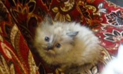 Beautiful girl! Available as a loving pet or to a small breeder.
First two vaccinations, de-worming, Frontline treatment, health exam and certificate, and two year genetic health guarantee included.
www.fuzzybunzragdolls.shutterfly.com
