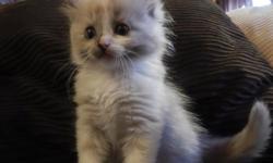 Gorgeous girl with an incredible personality! She is currently seven weeks old and will be ready after July 25th. She is available to a small cattery or to a loving pet home. First two vaccinations, de-worming, Advantage preventative, health certificate,