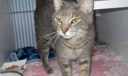 Tiger - Alex - Medium - Adult - Male - Cat
CHARACTERISTICS:
Breed: Tiger
Size: Medium
Petfinder ID: 24355664
ADDITIONAL INFO:
Pet has been spayed/neutered
CONTACT:
Chemung County Humane Society and SPCA | Elmira, NY | 607-732-1827
For additional