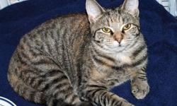 Tiger - Angel Needed For Princess Diana - Medium - Young
Yes, we are looking for a very special person, an angel, to give a home to two young cats - Princess Diana, a Tiger, and her friend (sister?) Mother Teresa, a short haired Calico - both born in the