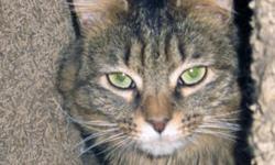 Tiger - Beckham - Medium - Young - Male - Cat
Beckham, medium long-haired, male, young tabby. Beckham was adopted as a tiny baby who had been found under a car with his siblings on the lower East Side of Manhattan. Because of his human's ill health he is