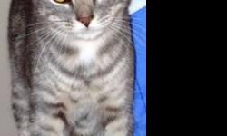 Tiger - Carrie - Medium - Young - Female - Cat
This tiger kitty is a declawed female - a very sweet girl who loves having her head rubbed. She's approximately 2 years old and really wanting a loving home. See this kitty and others at