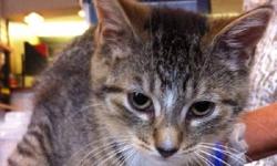 Tiger - Chrissy - Small - Baby - Female - Cat
Chrissy is about 4 months old and living in the sun room with other cats. She needs a person who will give her time to adjust to her new surroundings and take the time to hold and comfort her as she can be