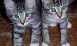Tiger - Connor & Cassidy - Medium - Baby - Male - Cat
CONNOR & CASSIDY: Both of these little kitties ('Staib's Fosters') are super affectionate and very lovable. They are ready now for adoption to their permanent and loving home(s). Please phone