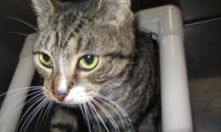 Tiger - Cookie - Medium - Adult - Female - Cat
CHARACTERISTICS:
Breed: Tiger
Size: Medium
Petfinder ID: 25183409
ADDITIONAL INFO:
Pet has been spayed/neutered
CONTACT:
Chemung County Humane Society and SPCA | Elmira, NY | 607-732-1827
For additional