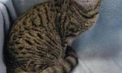Tiger - Dane - Medium - Adult - Male - Cat
Dane was found wandering the street in East Irondequoit in 9 degree weather. He is a rotund (not fat!) boy who has big cheeks due to not being fixed until past puberty. He has half a tail due to an old accident.