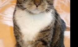 Tiger - Dave - Medium - Adult - Male - Cat
Matt and Dave were brought to us under dire circumstances, when their owner?s home was destroyed during Superstorm Sandy. Buried under the rubble, they were pulled to safety. Still afraid and a bit shy from the