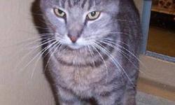 Tiger - Dumpster - Medium - Adult - Male - Cat
Hi, my name is Dumpster. Thats because whoever owned me decided to dump me at a local deli's dumpster. Why would someone be so mean?? Luckily, the deli is right down the road from SCF's main foster and she