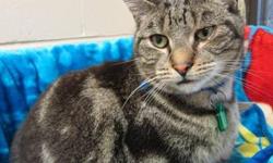 Tiger - Dunlop - Medium - Young - Male - Cat
I am a very gentle young man. I used to be a very shy kitten when I was rescued from a busy street with my brother. Eventually, I realized it sure is nice being petted by my nice visitors. I love sitting with