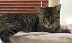 Tiger - Fern - Medium - Baby - Female - Cat
My name is Fern and I came to the shelter in August 2012. I am a 3 year old female. I am a very nice, easy-going girl. I'm also great around other cats. * 6+ month resident...my adoption fee is 1/2 price!