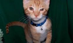 Tiger - Greg (the Brady Bunch) - Small - Young - Male - Cat
Greg is a sweetheart kitten and ready for his forever home! He and his siblings were found in a wood pile without their mom to look after them. They immediately became "people" friendly, playful