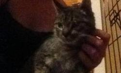 Tiger - Hercules - Medium - Baby - Male - Cat
Hi, my name is Hercules and I am very special. See, I have a defect called CH. It makes me walk real funny. I was living outside in a small feral colony with my mom and dad and a few other cats. Someone felt