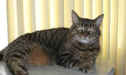 Tiger - Jasmine - Medium - Adult - Female - Cat
Pretty female Tiger, about 4 years old. This sweet cat (one of nine) was surrendered when her owner became ill and lost her home to foreclosure as a result of medical expenses. Jasmine hopes to find a home