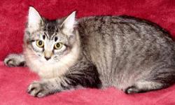 Tiger - Jazzy & Josie - Medium - Young - Female - Cat
Jazzy - Female Maine Coon mix, born approx. July. Jazzy is very sweet and curious. She is a bit shy around strangers at first but will quickly warm up to you. She would enjoy a home with her sister